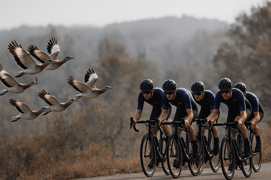 The Aerodynamic Secret of Great Bustards
